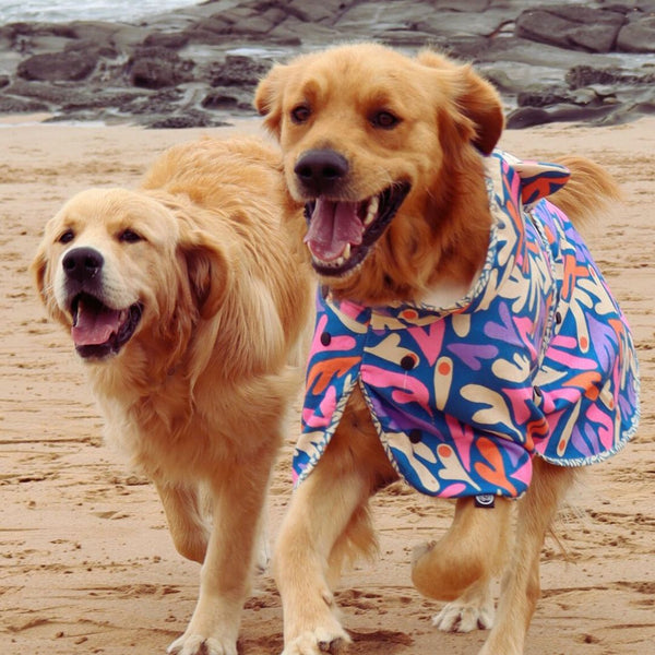 BEACH BUMS BUNDLE SEAGAL