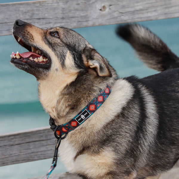 Waterproof Dog Collar - Nomad