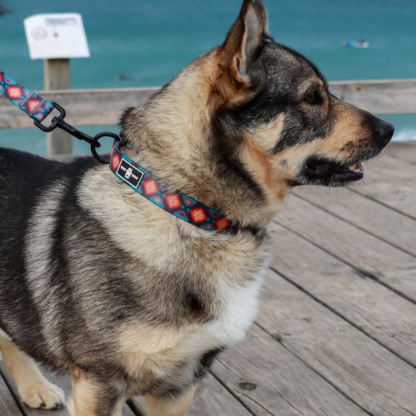 Waterproof, colorful dog collar. Australian. Best Dog Collar Australia, No Hot Spots, No mould or bacteria. Recycled and gentle to dog skin dog collar. Eco friendly.