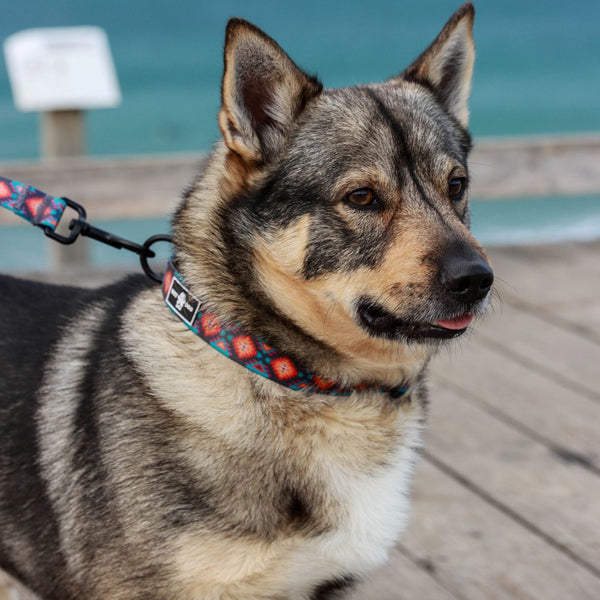 nomad , aztec dog collar wet dog.