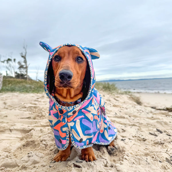 dachshund clothes, dachshund hooded towel, Australia. Dog robe.