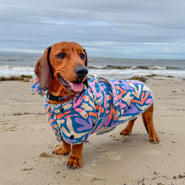 dachshund clothes, dachshund hooded towel, Australia. Dog robe.