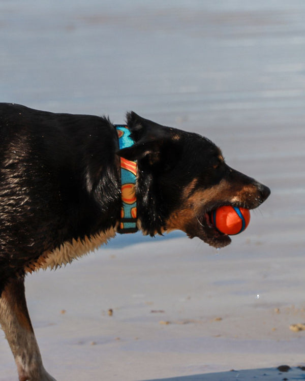 Waterproof collar with stainless steel D ring. No rust - Australian Designed