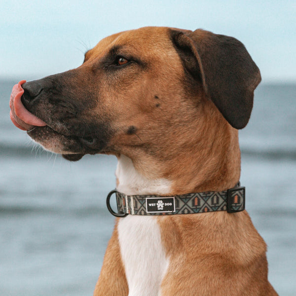 Waterproof and durable dog collar. Stainless steel D ring, recycled webbing. Designed in Australia . Wet Dog and Co.