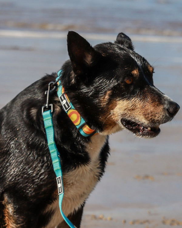 Waterproof recycled best collar in Australia
