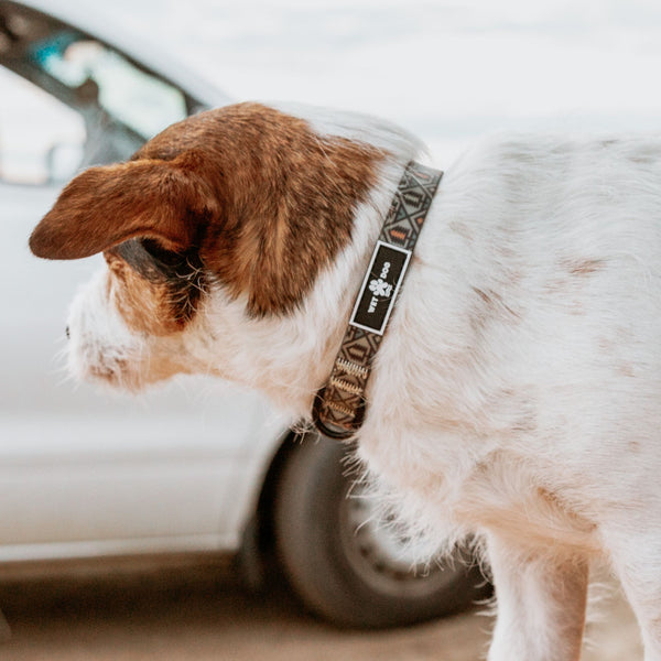 Waterproof and durable dog collar. Stainless steel D ring, recycled webbing. Designed in Australia . Wet Dog and Co.
