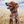Load image into Gallery viewer, DOG BANDANA/ FORREST

