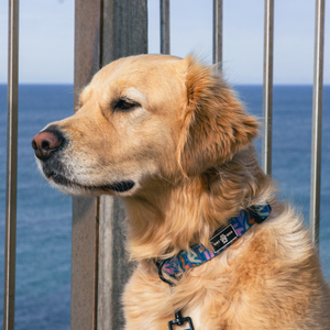 Waterproof dog collar, pink and blue print.