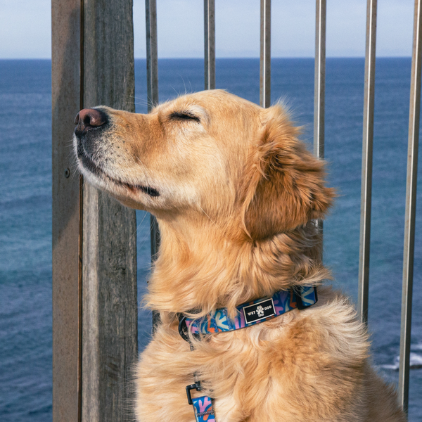 Waterproof and durable dog collar. Stainless steel D ring, recycled webbing. Designed in Australia . Wet Dog and Co.