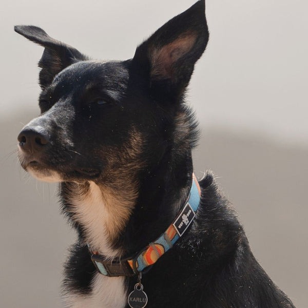 Waterproof Dog Collar I Ripple