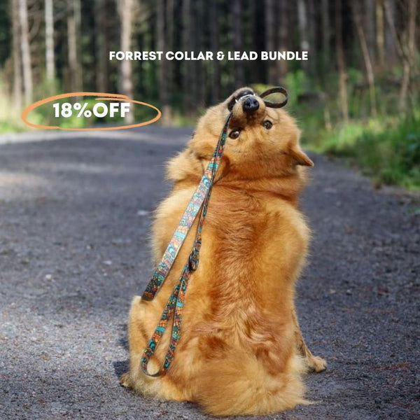 Forrest Collar & Lead Bundle