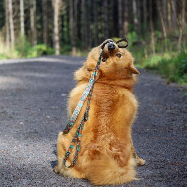 Forrest Collar & Lead Bundle
