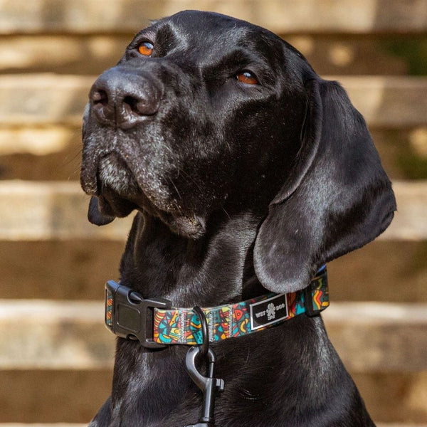 Forrest Collar & Lead Bundle