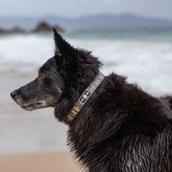 Waterproof and durable dog collar. Stainless steel D ring, recycled webbing. Designed in Australia . Wet Dog and Co.