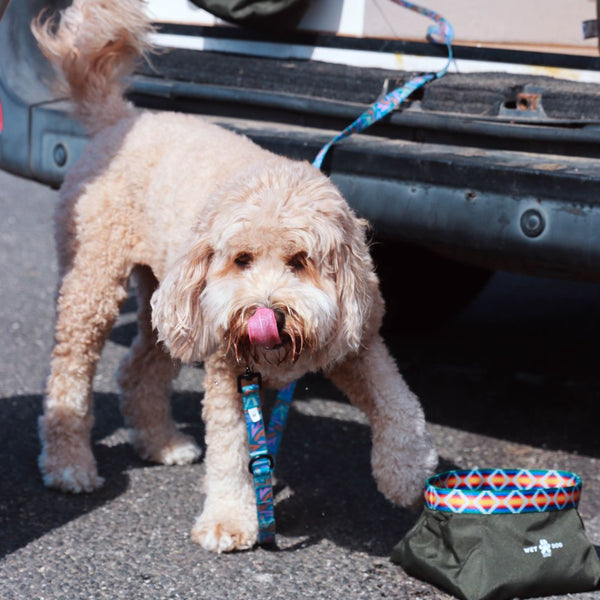 Dog Travel Bowl. Lightweight dog bowl, recycled dog products. Compact, easy to carry dog bowl.