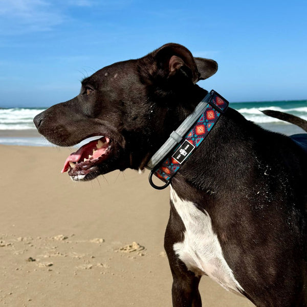 Waterproof Dog Collar Australia! Aztec Print. Durable Collar, Stinkproof Collar