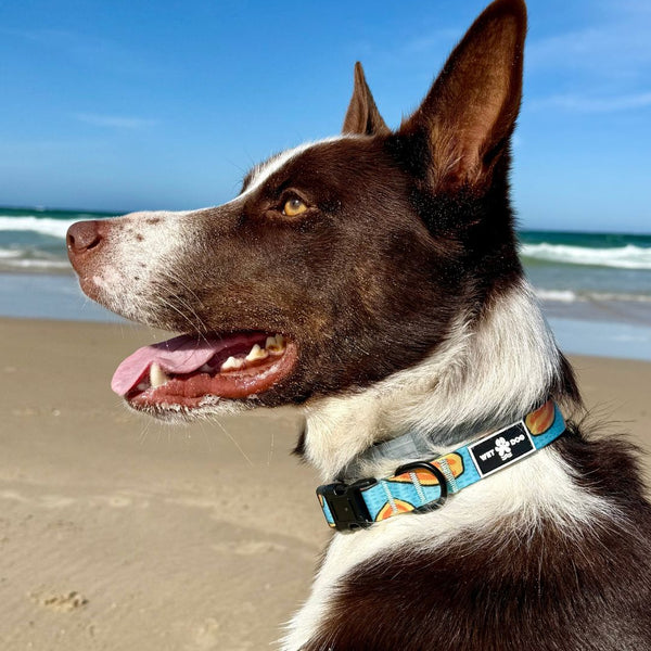 Beach dog, waterproof collar. Durable, Functional and recycled. Eco friendly dog accessories. Australia