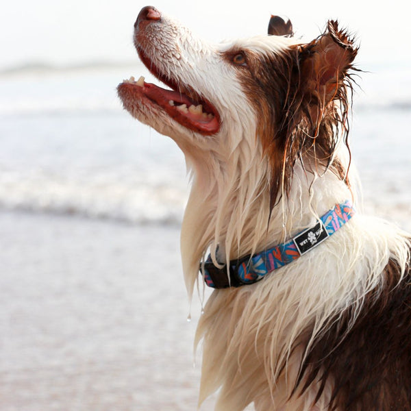 Waterproof Dog Collar - Seagal