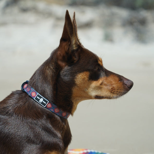 Waterproof, stink proof, durable. best dog collar. Quality, funky and colorful design
