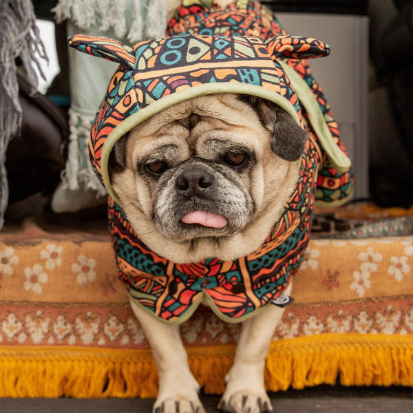 Pug Dog in a hooded towel, Dog robe, recycled hooded towel for dogs, poncho towel for dog, Wet Dog Dog Towel