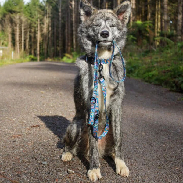 Waterproof, sand proof dog lead. Stainless Steel D Ring. Recycled webbing. Eco friendly coating. Designed in Australia. Designer lead. Double clip Lead.