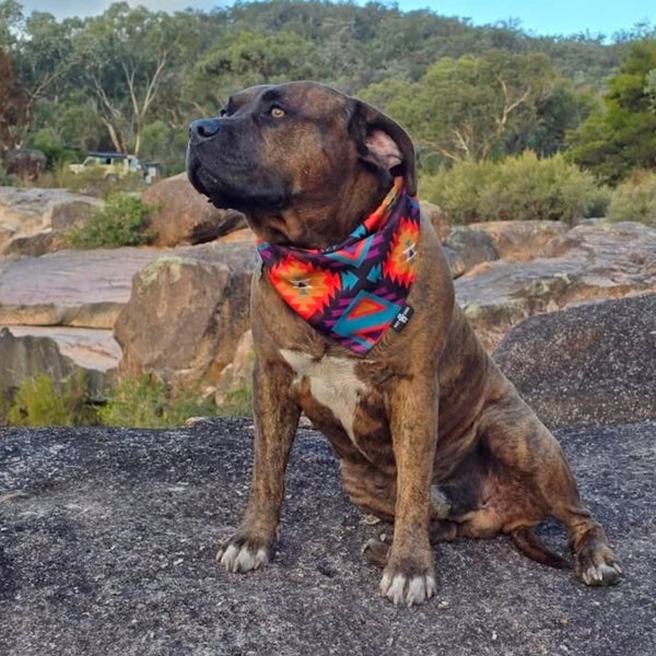 Recycled, cooling fun and colourful dog bandana.