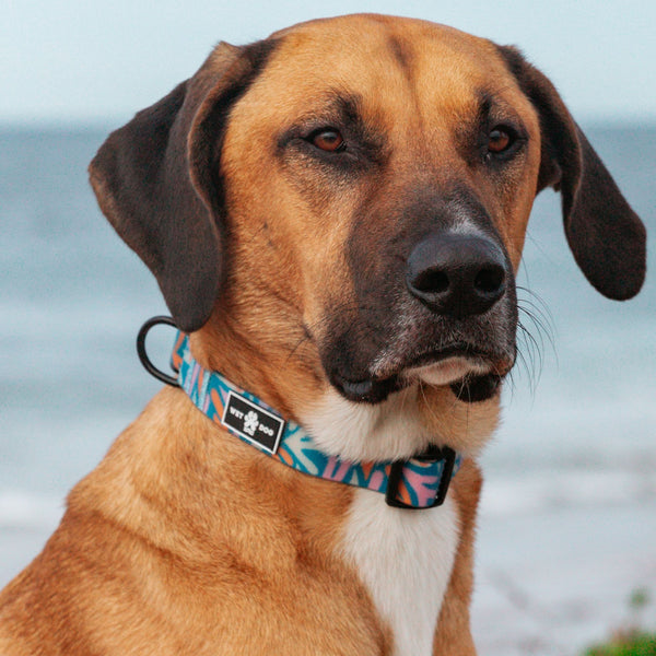 Waterproof and durable dog collar. Stainless steel D ring, recycled webbing. Designed in Australia . Wet Dog and Co.