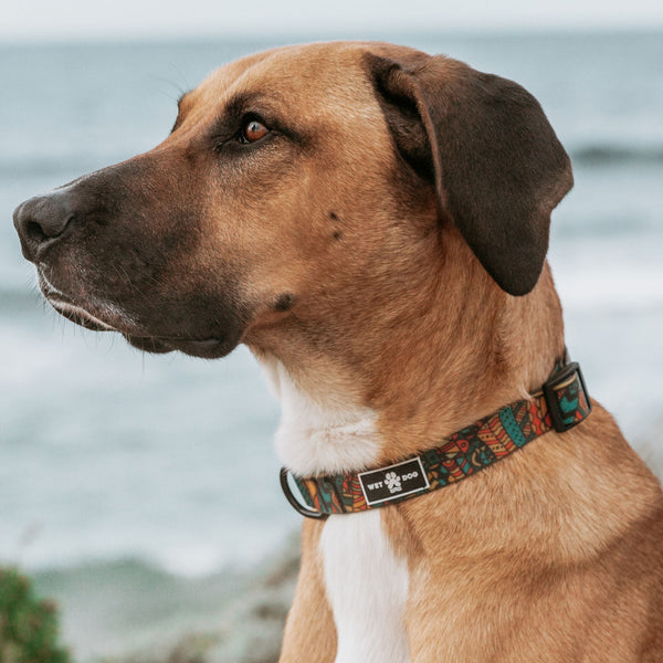 Waterproof and durable dog collar. Stainless steel D ring, recycled webbing. Designed in Australia . Wet Dog and Co.