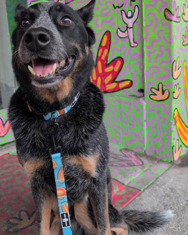 Waterproof Dog Collar  and Leash in Ripple