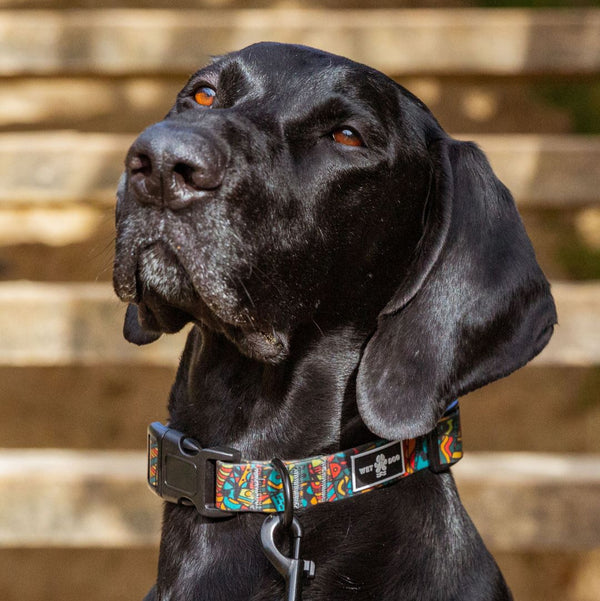 Waterproof Dog Collar. Australia. NZ. Wet Dog Collar. Best Dog Collar. Local