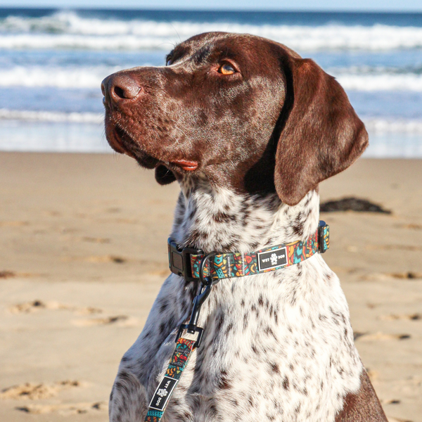 Waterproof and durable dog collar. Stainless steel D ring, recycled webbing. Designed in Australia