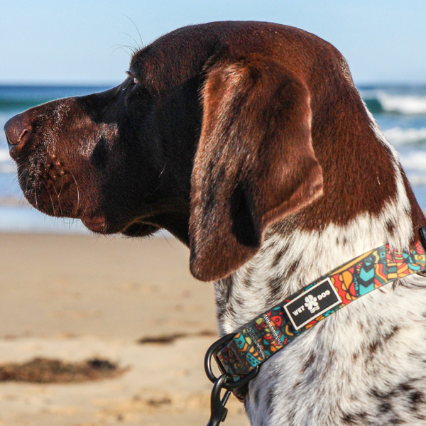 Waterproof and durable dog collar. Stainless steel D ring, recycled webbing. Designed in Australia