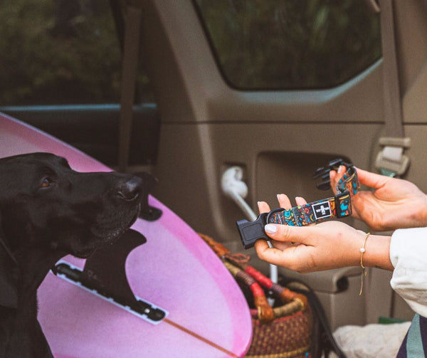 The Ultimate Guide to Dog Collars: When to Replace and What Really Matters