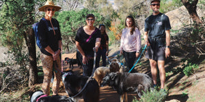 Best Dog-Friendly Hiking Trails Around Melbourne