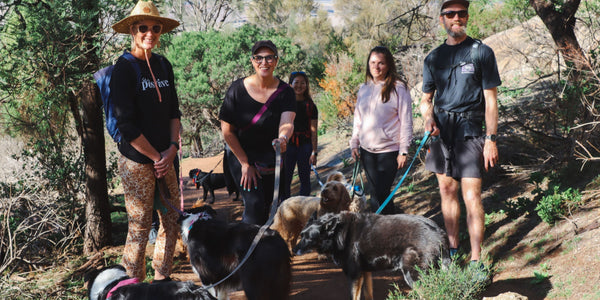 Best Dog-Friendly Hiking Trails Around Melbourne