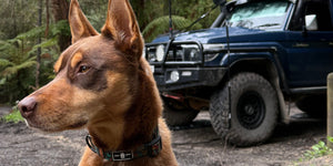 Camping with Dogs on the Great Ocean Road: Your Complete Guide