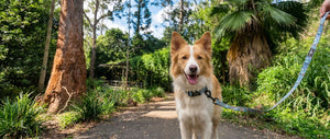 Where to Hike With Your Dog in QLD: 10 Trails From the Coast to the Granite Belt