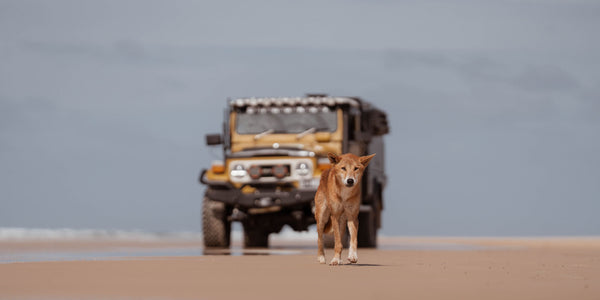 We're Backing the Strays: Our Partnership with Freeroamchicks