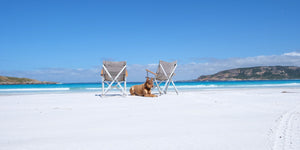 10 Off-Leash Dog Walks & Beaches in Brisbane