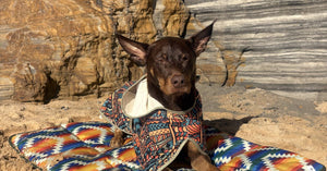 Meet Daisy & Cruz, the Velcro Kelpie of Sydney's Northern Beaches