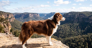 Best Dog-Friendly Hikes in NSW: Trails Your Pup Will Absolutely Love