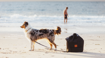 From travels to Doggy Anchor - beach time essentials