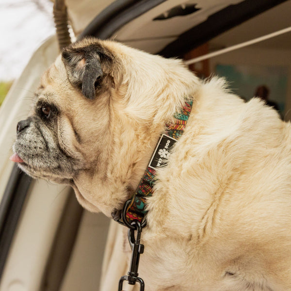 Waterproof Dog  Collar - Forrest