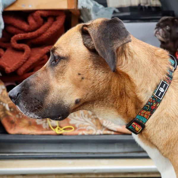 Forrest Collar & Lead Bundle
