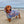 dachshund clothes, dachshund hooded towel, Australia. Dog robe.