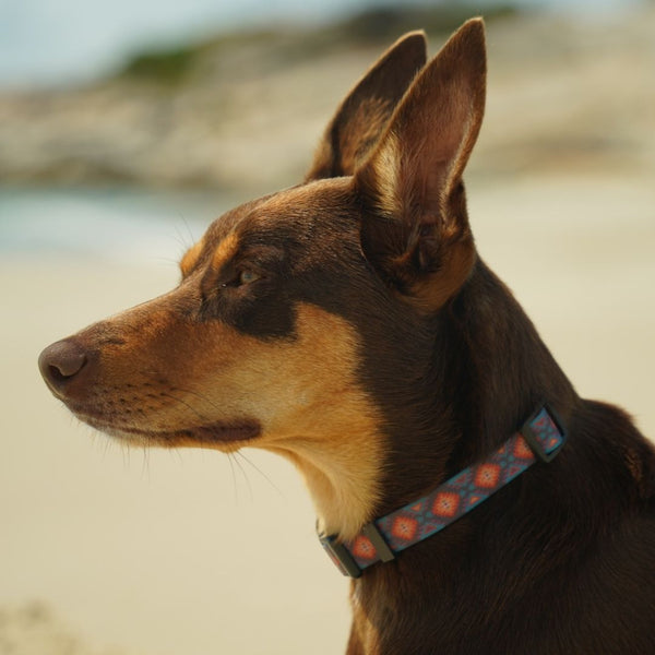 Nomad Collar & Lead Bundle