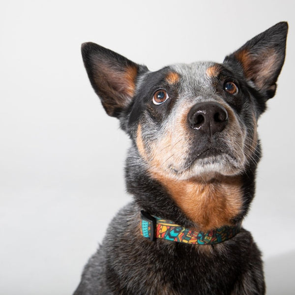 Forrest Collar & Lead Bundle