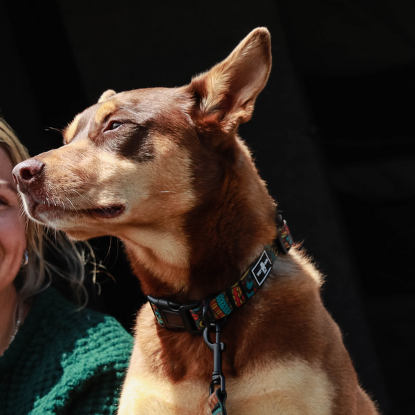 Waterproof collars and leads. Recycled products for dogs. Eco friendly for dogs.  Stink proof collar.