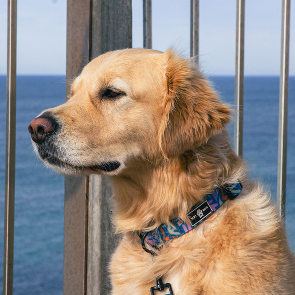 Waterproof dog collar, pink and blue print. 