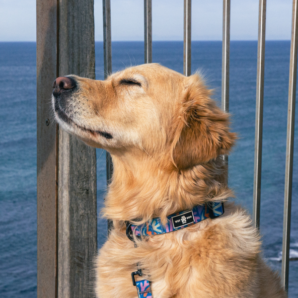 Waterproof collar made from recycled plastic bottles